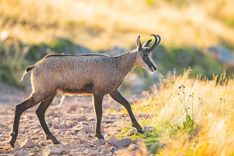 Chamois (Rupicapra rupicapra) on a meadow in the morning sun in the Vosges Mountains, wildlife,