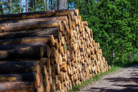 Stacks of wood in the Dippoldiswald Heath, Dippoldiswalde, Saxony, Germany