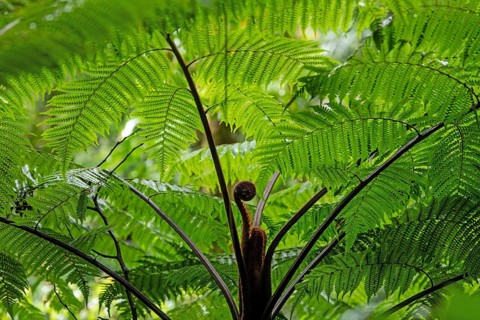 Daytime close-up of a giant tree fern with vibrant green fronds and a unfurling fiddlehead.