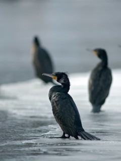 Black shag, cormorant, phalacrocorax carbo, birds, high size, portrait format, pelecaniforms,