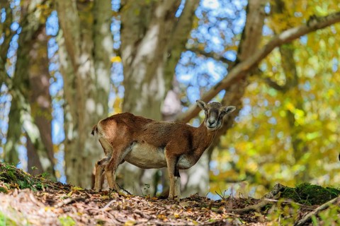 A female European mouflon (Ovis aries musimon) stands in a forest on a rocky slope, in the