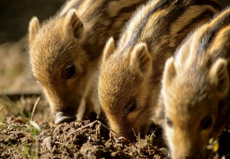 Artiodactyla, even-toed ungulate, cloven-hoofed, wild boar, wild boar, newbie, backlight,