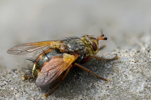 Hedgehog fly, hedgehog fly, caterpillar fly, tachina fera, diptera, insects, two-winged birds