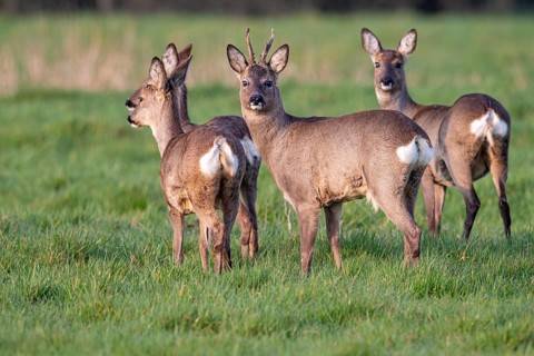 A roe deer (Capreolus capreolus) with a doe in their winter coat, Vechta, Lower Saxony, Germany
