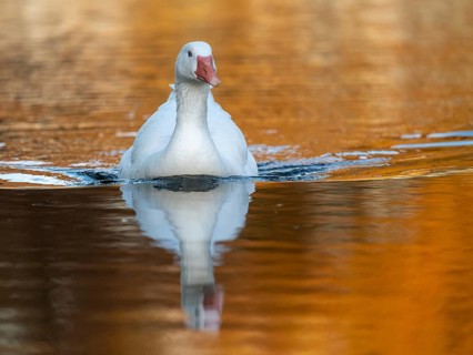 A white-fronted goose (Anser anser) swimming on a lake at sunset, with orange reflections, Buenos