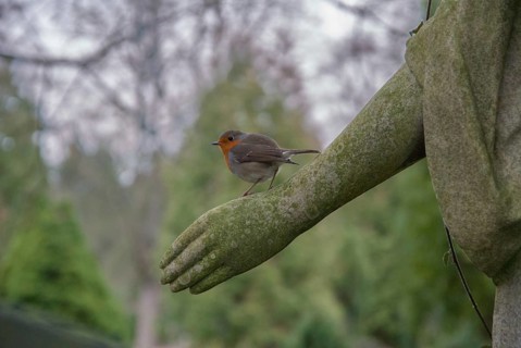 Erithacus rubecula, robin, robins, birds, graveyard, passeri, songbirds, songbirds, birds