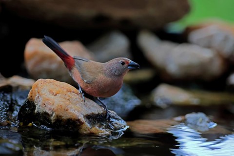 Dark Amaranth (Lagonosticta rubricata), African firefinch, Dark Red Astrid, adult, female, alert,