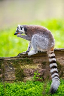 Ring-tailed lemur (Lemur catta) sitting on an old tree trunk, captive, Germany