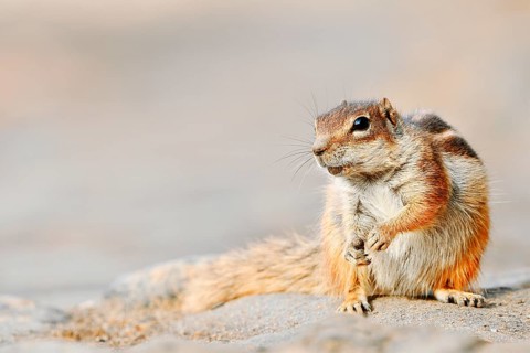 Atlas squirrel or North African bristle squirrel (Atlantoxerus getulus) sitting on a stone,