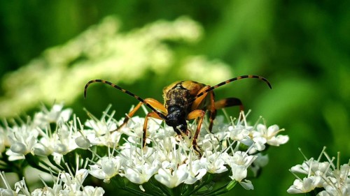 Close-up: a beetle, the spotted longhorn beetle (Rutpela maculata), with yellow and black stripes