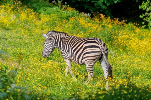 A Chapman's zebra (Equus quagga chapmani) runs across a yellow flowering meadow in hilly terrain.