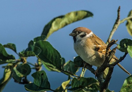 Tree Sparrow, Passer Montanus, Sparrow, Tree Sparrow, Birds, Passeri, Songbirds, Sparrow, Sparrow,