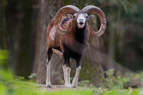 Artiodactyla, even-toed ungulate, mouflon, mouflon, mouflon, ovis gmelini musimon, cloven-hoofed,