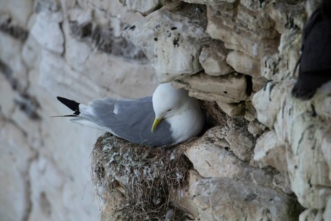 Black legged kittiwake (Rissa tridactyla) adult seabird bird on its nest on a cliff ledge in