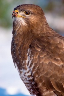 Accipitriformes, Buteo Buteo, buzzard, buzzard, birds of prey, high size, portrait format, raptors,