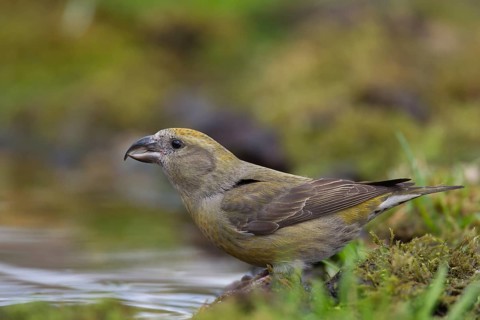 Common crossbill (Loxia curvirostra) adult female bird at a woodland water drinking pool, England,