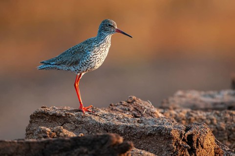Common Redshank (Tringa totanus), Goldenstedt, Lower Saxony, Germany