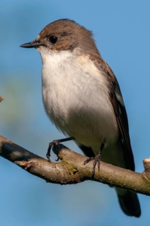 Ficedula hypoleuca, pied flycatcher, mourning snapper, mourning snapper, birds, high size, portrait