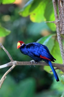 Exotic bird in blue and red perched on a branch, surrounded by green jungle, shield turaco