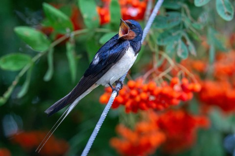 Hirundo rustica, barn swallow, birds, passeri, swallows, songbirds, birds