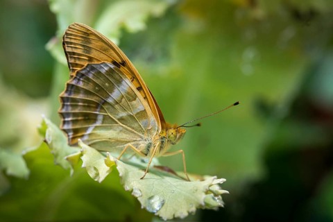 Argynnis Paphia, Kaisermantel, Silver-Washed Fritillary, Butterfly, Insects, Butterfly,