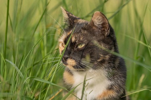 A black, ginger-colored cat stands among tall grasses. He looks around carefully. It is a wonderful