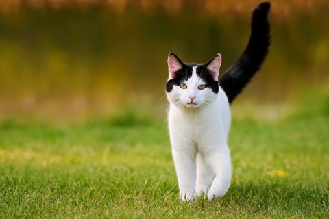 Domestic cat standing in a meadow, North Rhine-Westphalia, Germany
