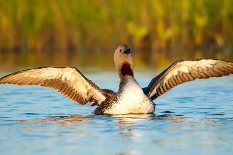 Finland, Gavia Stellata, Red-Throated Diver, Star Diver, Birds, Diver, Gaviidae, Grebe, Loons,