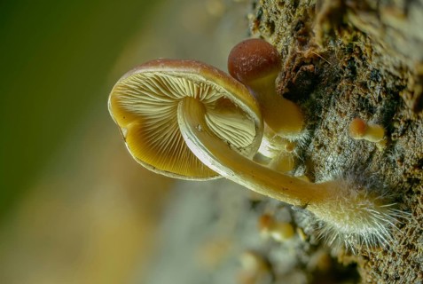 Cluster crumblecap, mushroom mycelium, psathyrella hydrophila, psathyrella piluliformis,