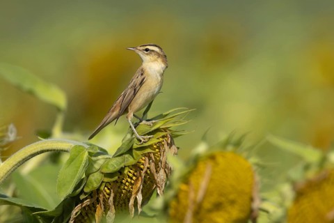 Sedge warbler (Acrocephalus schoenobaenus) adult bird resting on a Sunflower seed head, England,
