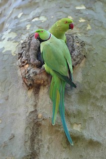 Two parrots are standing together in a tree hollow: a rose-ringed parakeet (Psittacula krameri),