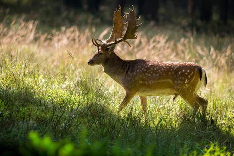 Dama dama, fallow deer, fallow deer, mammals, shovelers, mammals