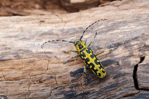 Ladder-marked Longhorn Beetle, Ladderbuck, Saperda Scalaris, Beetle, Longhorn Beetle, Coleoptera,