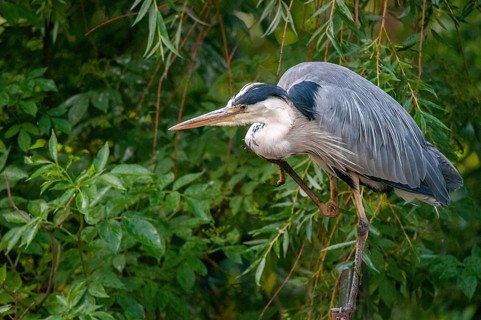 Ardea cinerea, heron, gray heron, birds, ciconiiformes, herons, walking birds, wading birds, birds