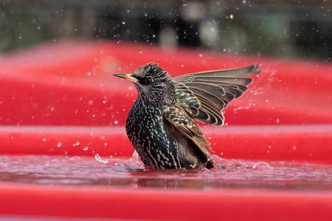 Common starling (Sturnus vulgaris) adult garden bird bathing in water on the lid of a large plastic