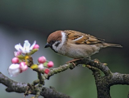 Tree Sparrow, Passer Montanus, Sparrow, Birds, Spring, Garden, Passeri, Songbirds, Sparrow,