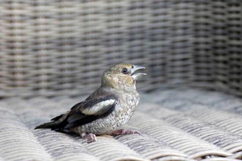 Hawfinch (Coccothraustes coccothraustes), juvenile, close-up, Germany