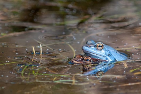 Moor frog, moor frog, rana arvalis, amphibians, amphibians, courtship behavior, courtship display,