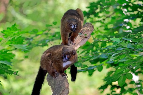 Red-bellied lemur (Eulemur rubriventer), adult, female, male, pair, on a tree trunk, alert,