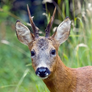 Roe deer (Capreolus capreolus), a roe buck looks at the camera, Solms, Hesse, Germany