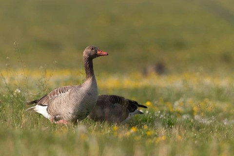 Anser Anser, Greylag or Graylag Goose, Grelag Goose, Anatidae, Birds, Duckbirds, Goose, Geese,