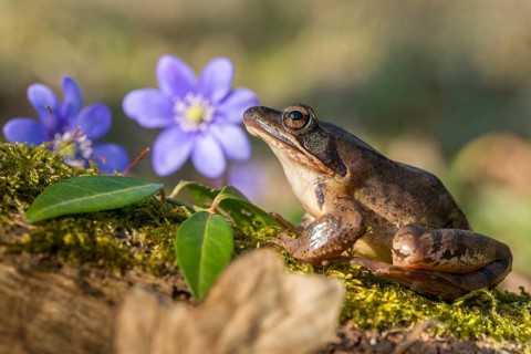 Agile frog, common hepatica, buttercup family, hepatica nobilis, liverwort, rana dalmatina,