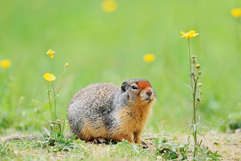 Columbia ground squirrel (Urocitellus columbianus, Spermophilus columbianus) in a flower meadow,