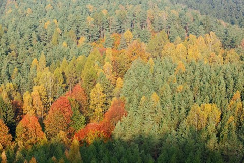 Mixed forest in autumn, Saxon Switzerland, Elbe Sandstone Mountains, Saxony, Germany