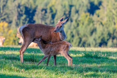 A female Altai maral (Cervus canadensis sibiricus) suckles her calf in a green meadow in the first