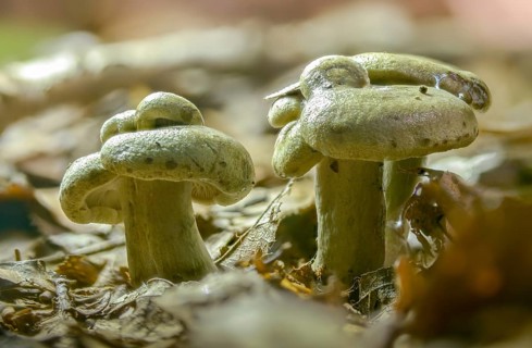 Agaricus blennius, beech milkcap, grey-green milkling, lactarius blennius, lactarius viridis,