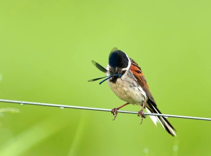 A male reed bunting (Emberiza schoeniclus) with a Banded demoiselle (Calopteryx splendens) on a