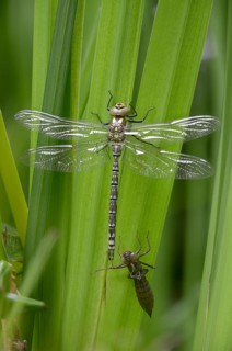 Aeshna cyanea, blue-green mosaic maiden, southern hawker, anisoptera, dragonflies, exuvia, high