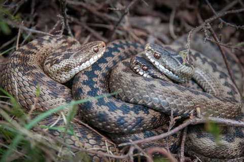 European adder, European viper, venomous snake, vipera berus, critters, female, poisonous reptiles,