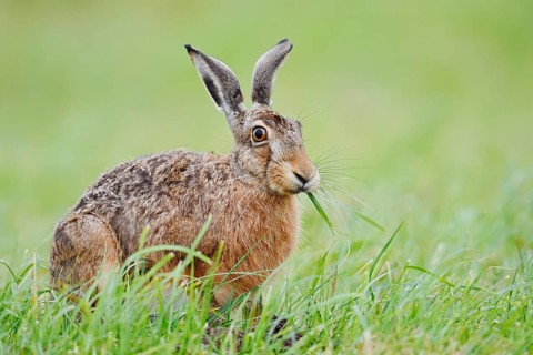 A brown hare (Lepus europaeus) sits in a meadow eating blades of grass, North Rhine-Westphalia,